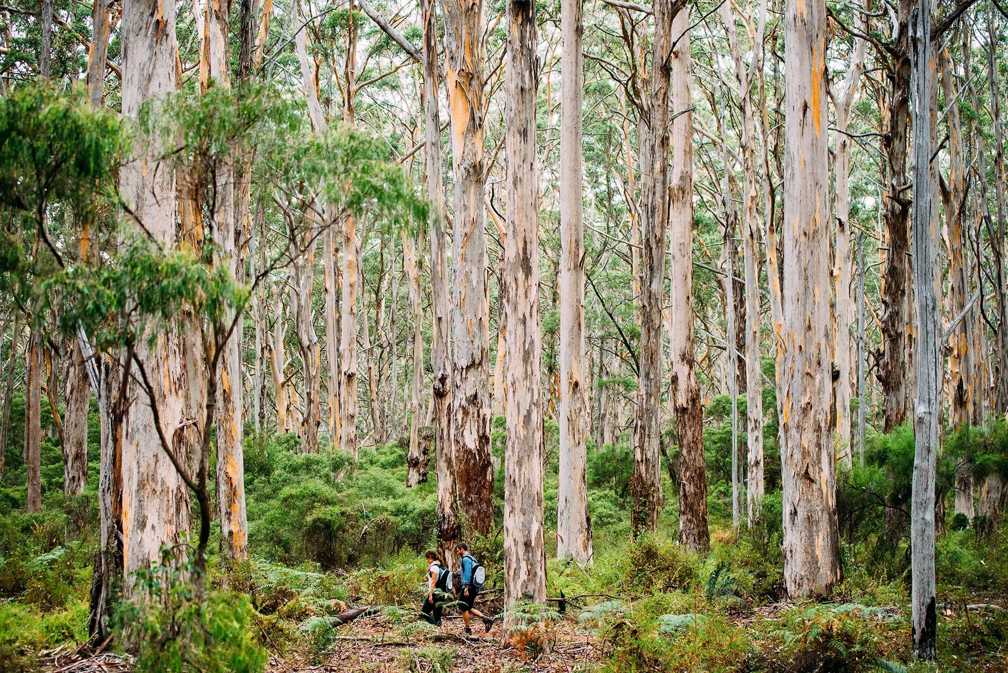 Best sections of the Cape to Cape Walk - Boranup Forest