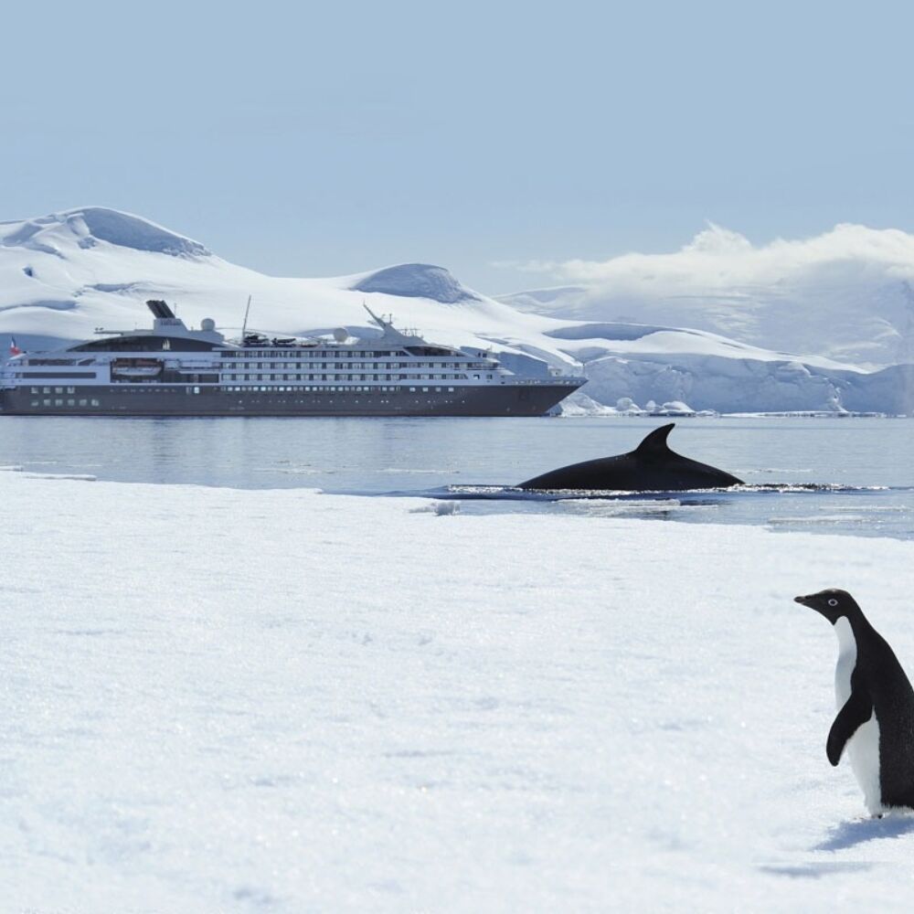 Ponant L'Austral Antarctica wildlife Nathalie Michel