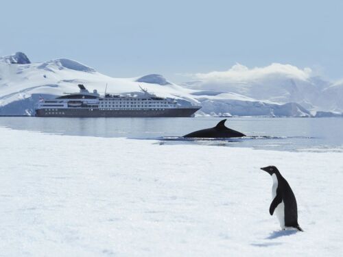 Ponant L'Austral Antarctica wildlife Nathalie Michel