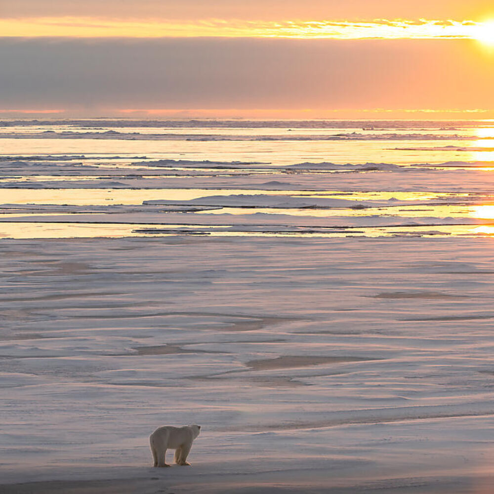 Arctic Polar Bear Ponant Le Commandant Charcot