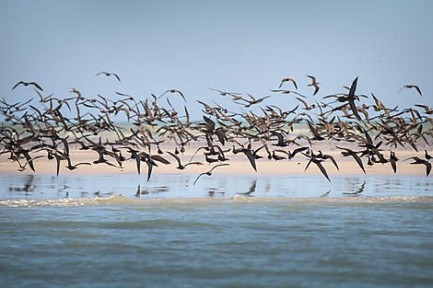 Lacepede Islands birdlife Ponant Cruises