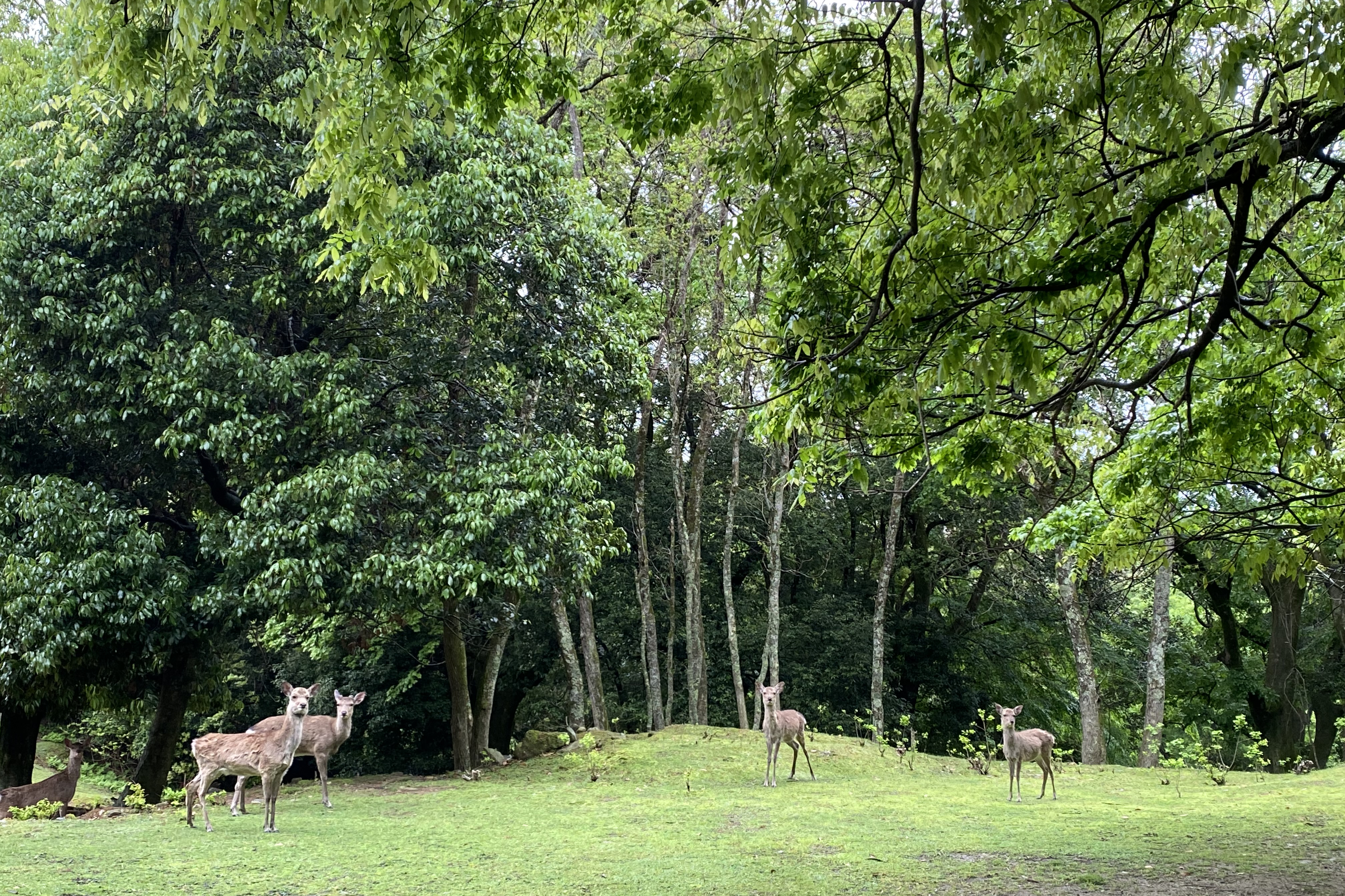 Nara Park Deer