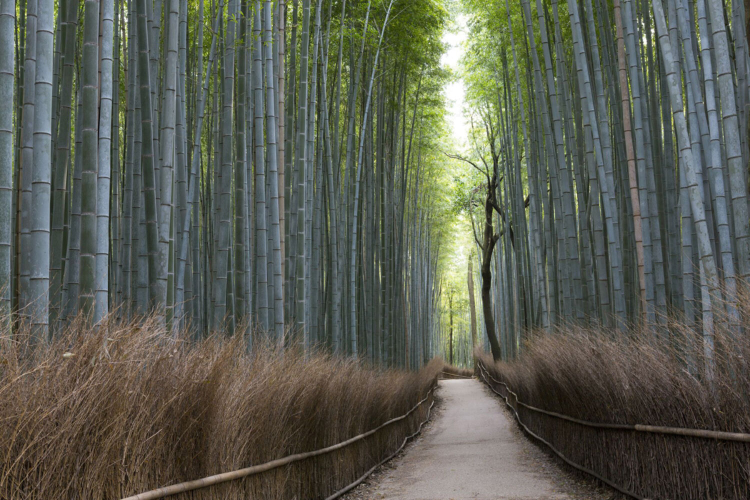 Kyoto Arashiyama Bamboo Grove JNTO