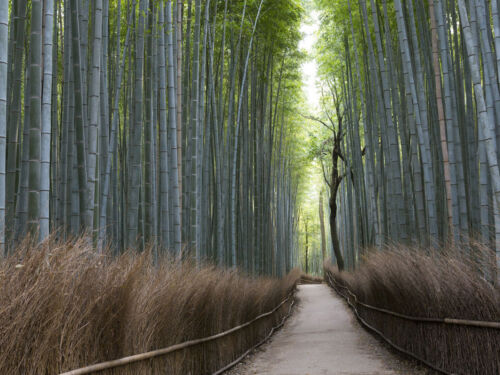 Kyoto Arashiyama Bamboo Grove JNTO