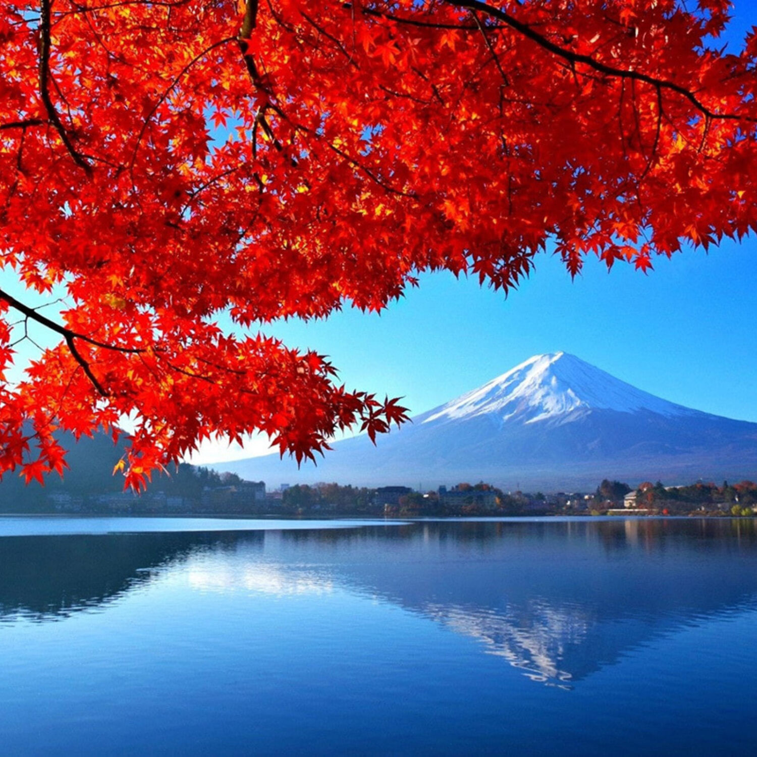 Mt Fuji Autumn Fujikawaguchiko Tourism