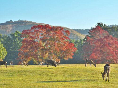 Nara Deer Park Field Visit Nara