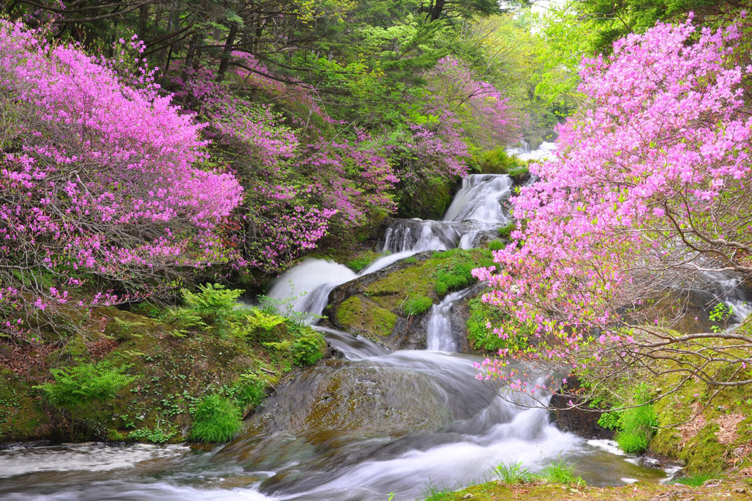 Nikko Okunikko Ryuzu Falls Spring Visit Nikko