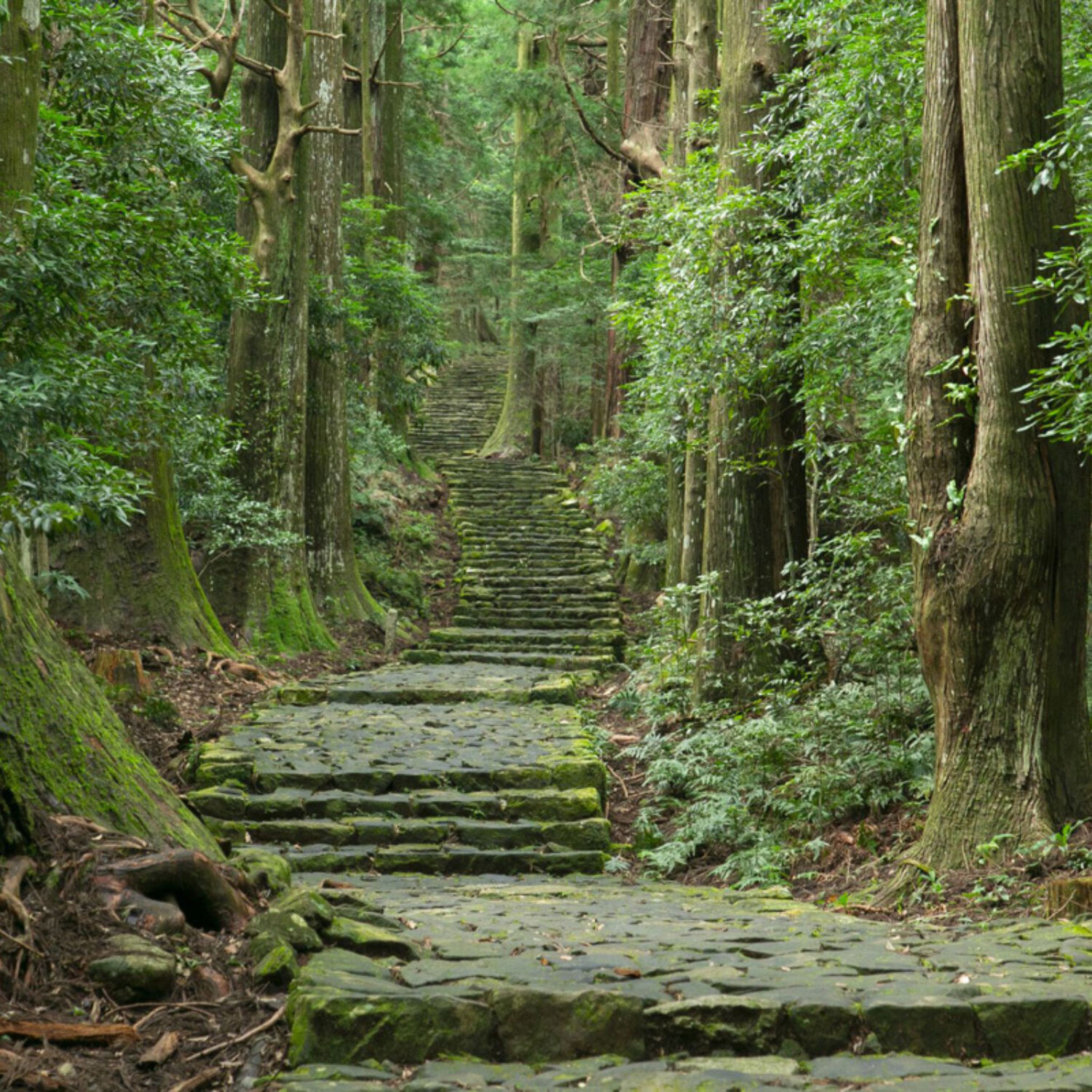 Kumano Kodo Trail JNTO