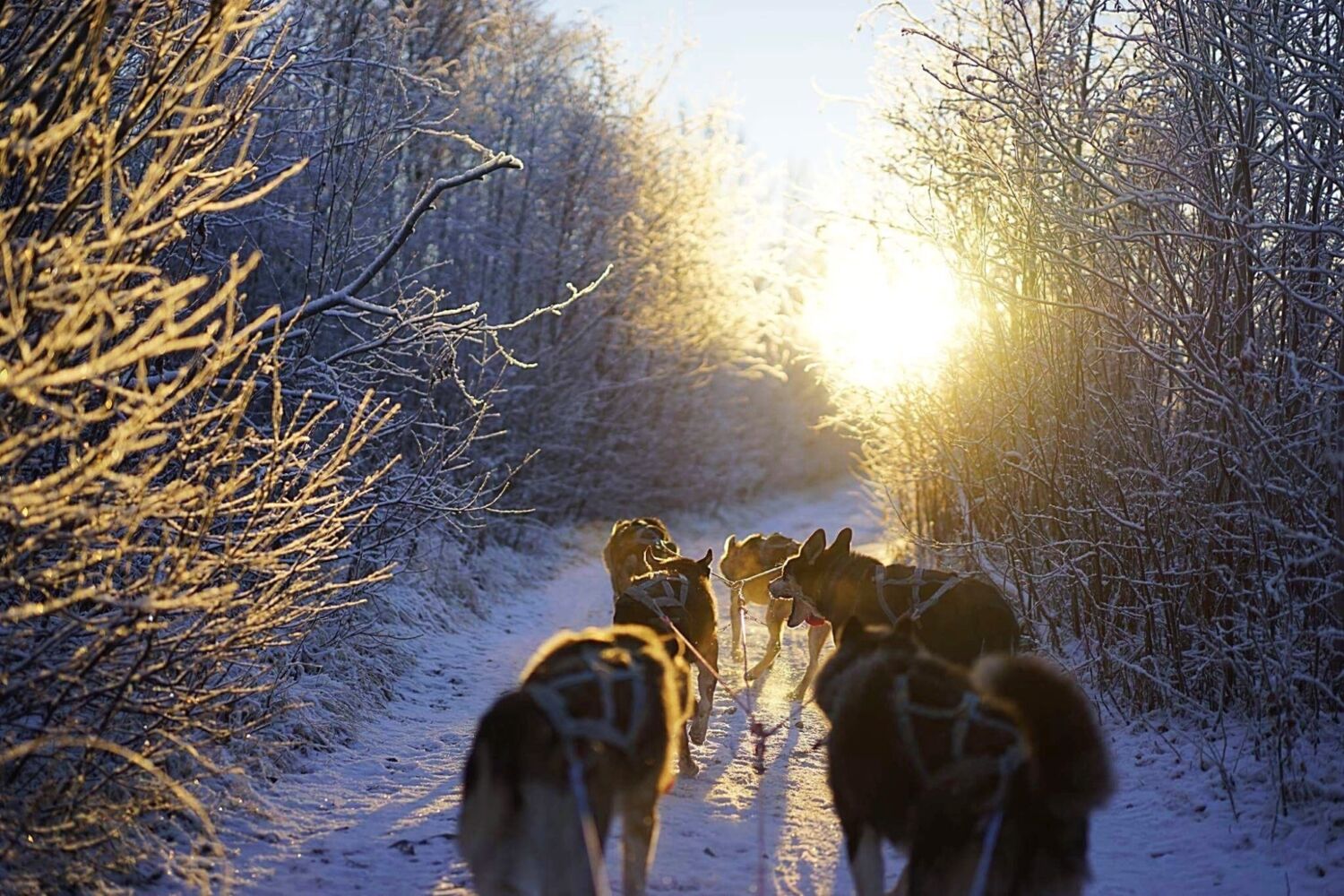Husky sunset