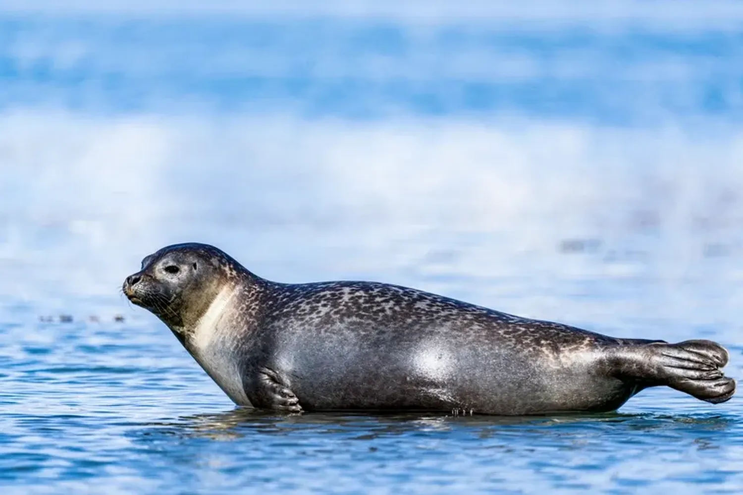 Webimage seal