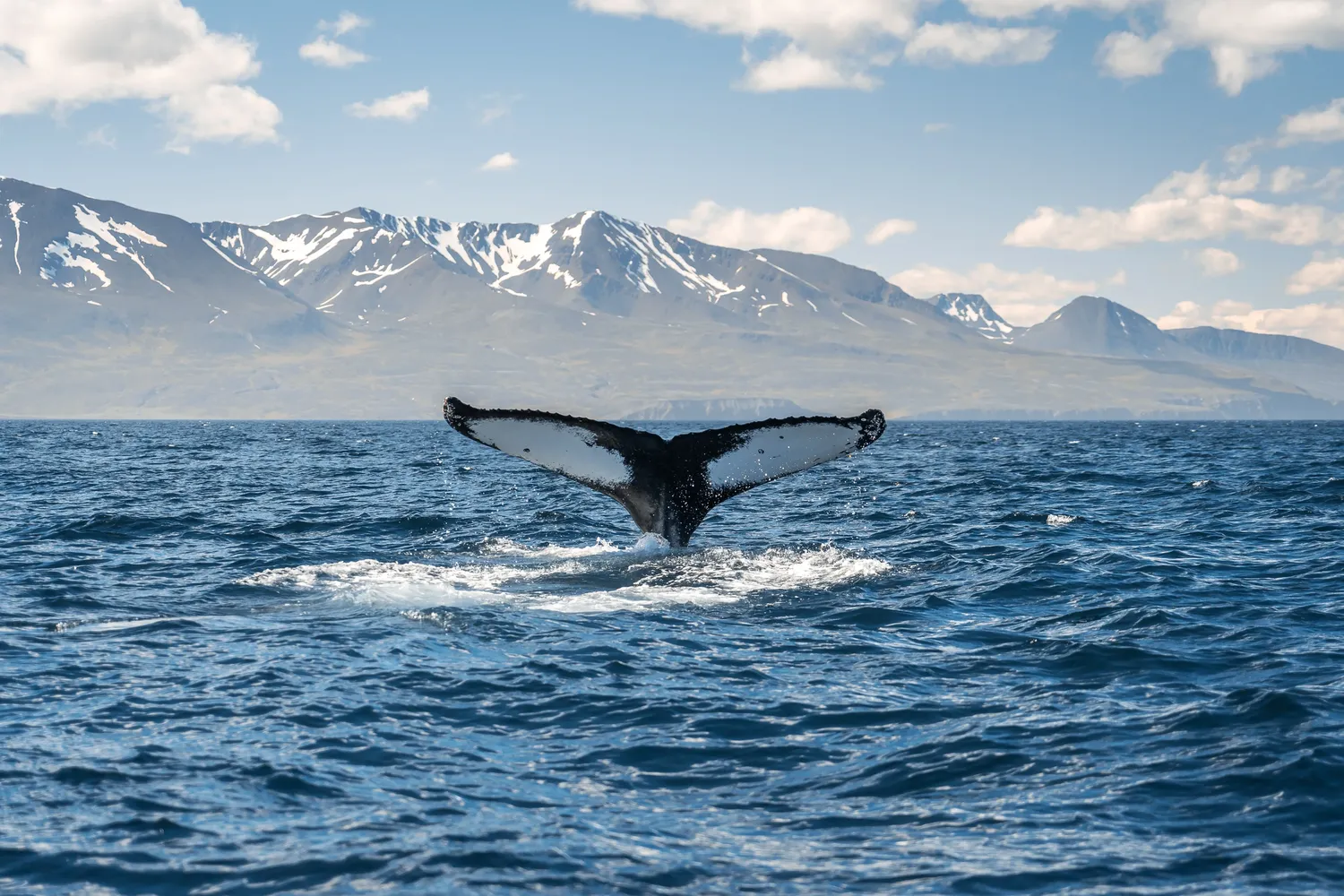 Quark Expeditions Whale Diving Iceland Coast Adobe Stock 335720029