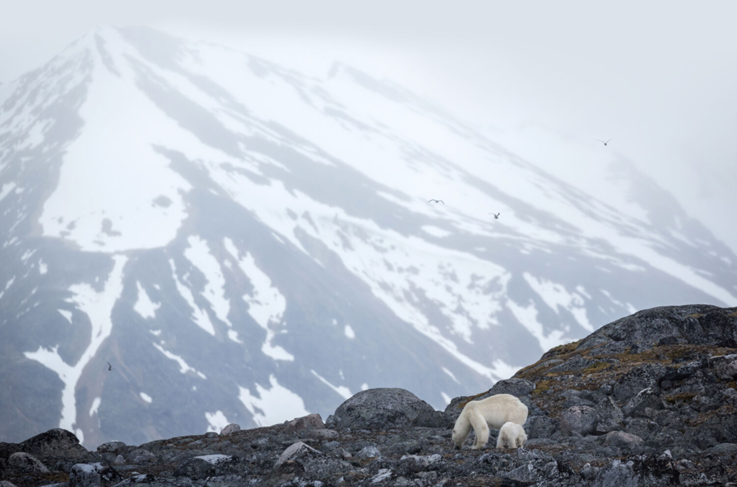 Quark Expeditions polar bears danskoya svalbard acaciajohnson 2 Credit Acacia Johnson