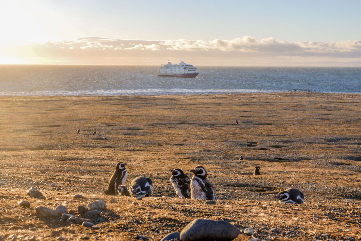 Magdalena Island penguins