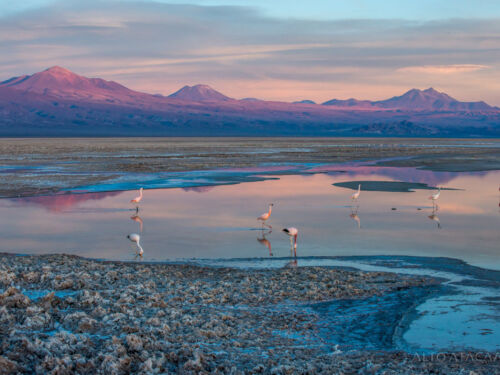 Nayara Alto Atacama Salt Flat