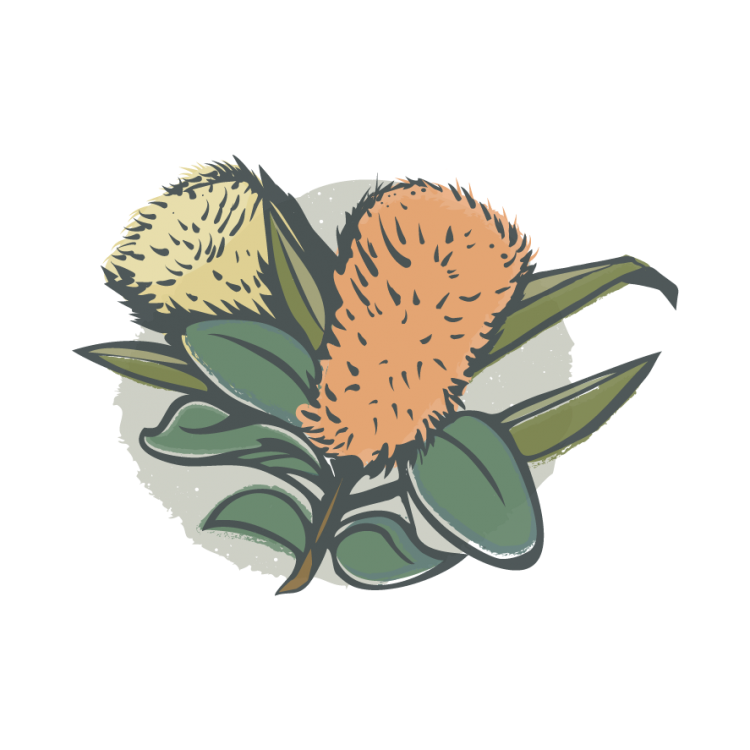Australian Native Flora Banksia Banksia 01