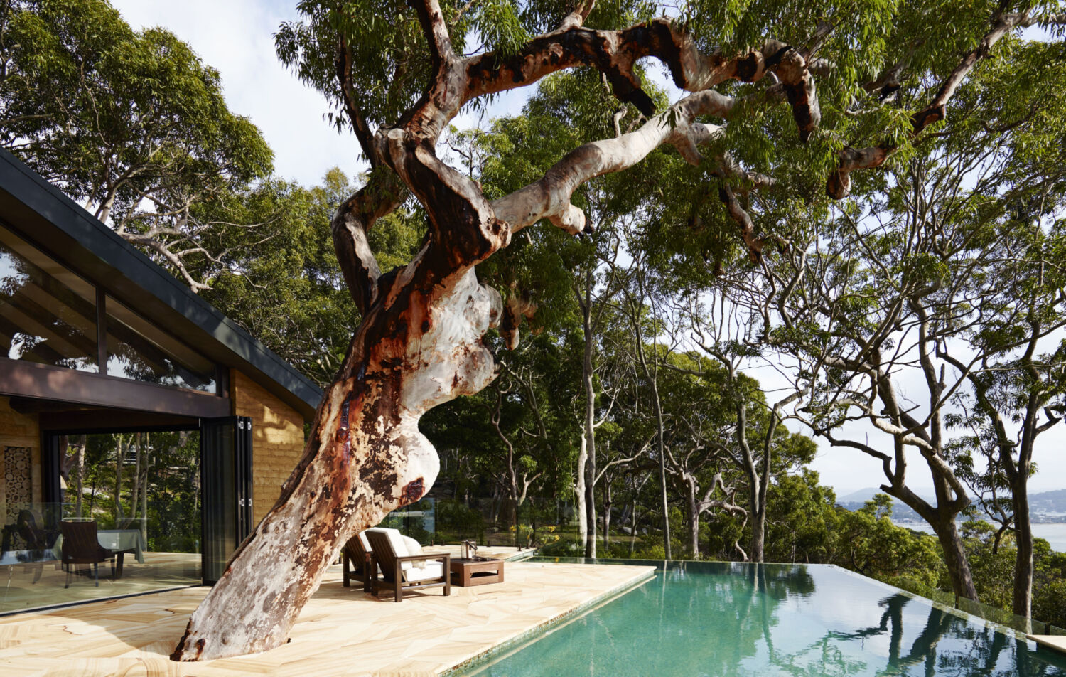 Pretty Beach House Sydney Surrounds Infinity Pool Tree