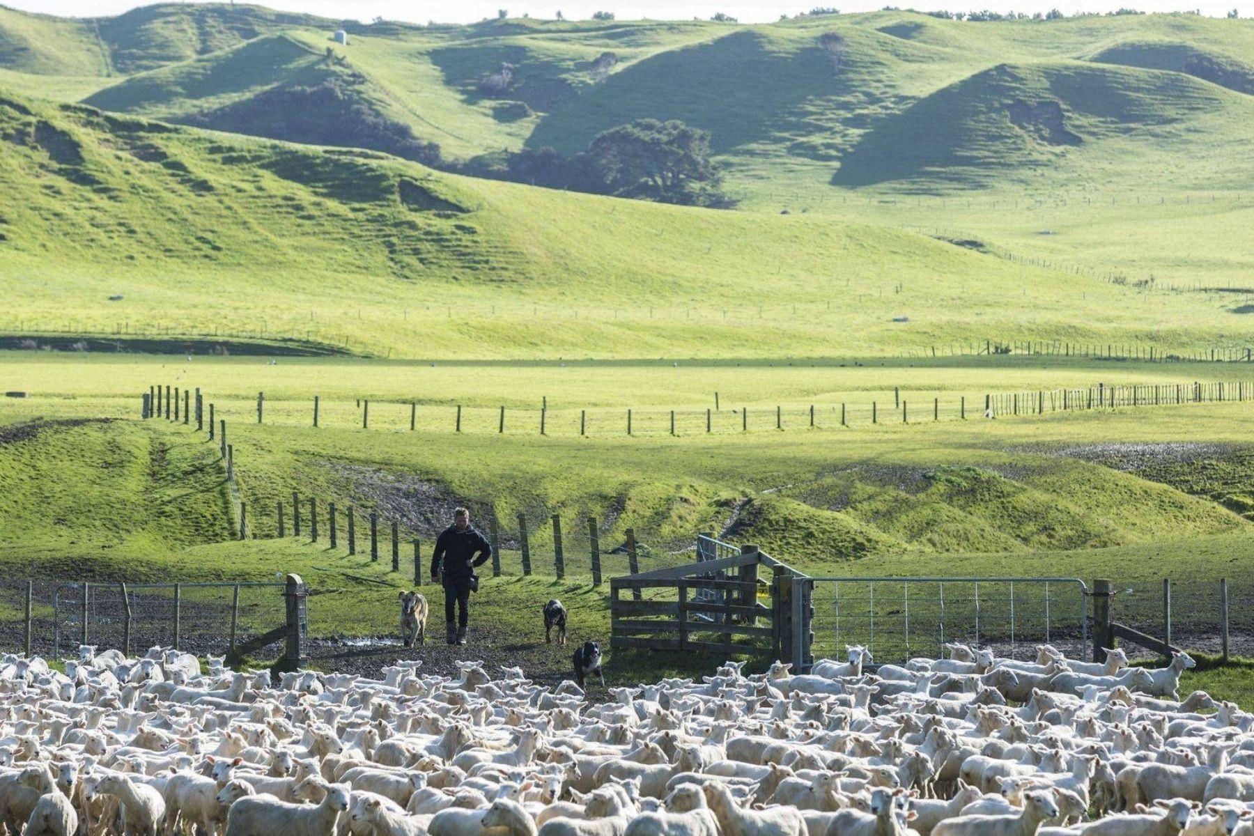 Best Luxury Lodges and Villas in New Zealand - The Farm at Cape Kidnappers