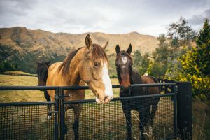 NZ journey, Horses at Mahu Whenua Homestead, cr Mahu Whenua