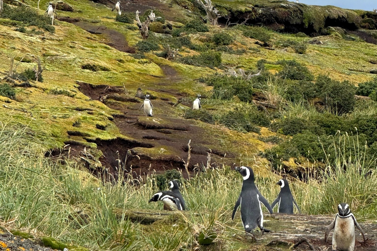 Patagonia Cruise Penguins