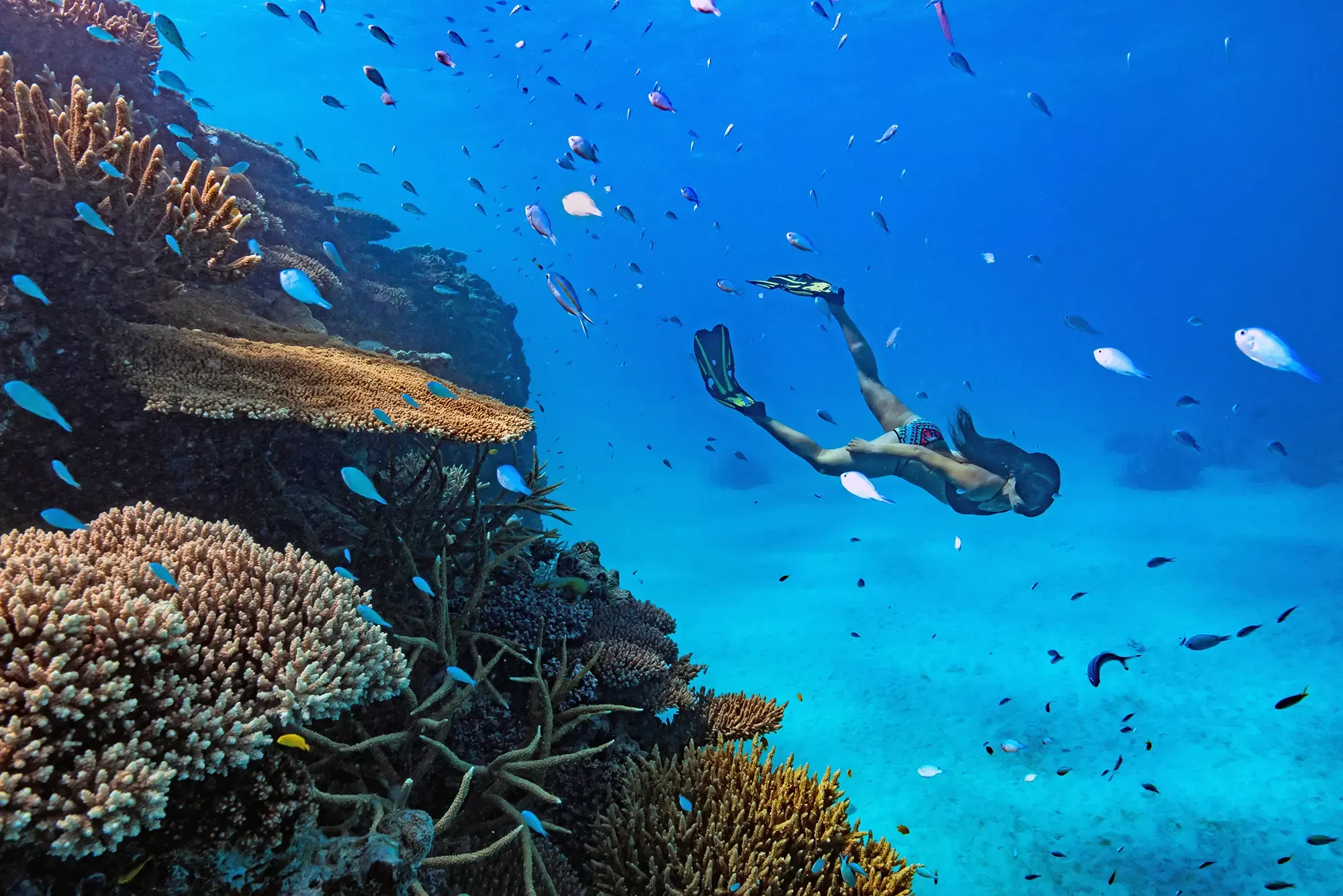 Best Luxury Resorts Great Barrier Reef | Orpheus Island snorkelling