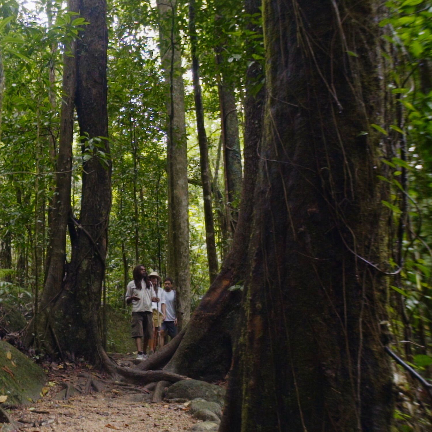 Silky Oaks Lodge The Daintree Indigenous Guided Walk