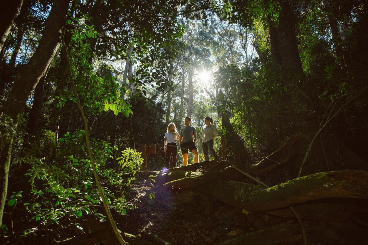Spicers Peak Lodge rainforest walking