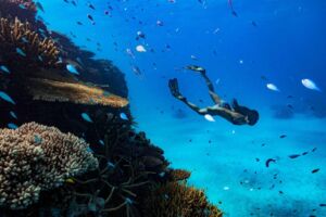 Qld Journey, Orpheus Island snorkelling-cr James Vodica