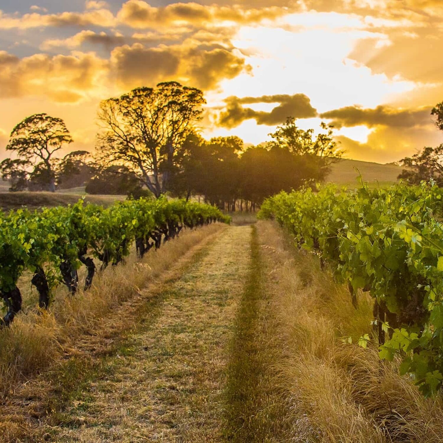 Hutton Vale vineyard