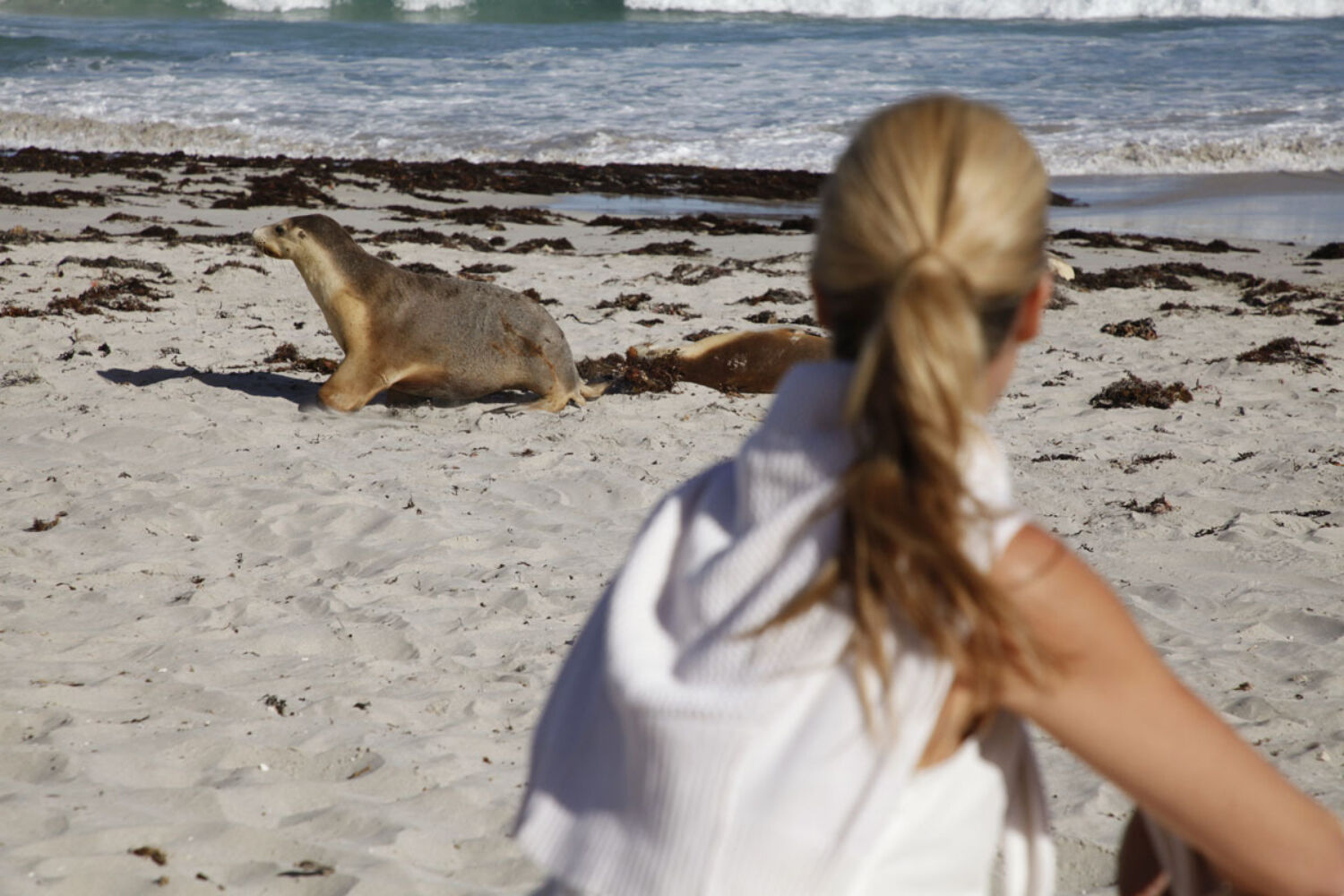 Southern Ocean Lodge Seal Bay Experience