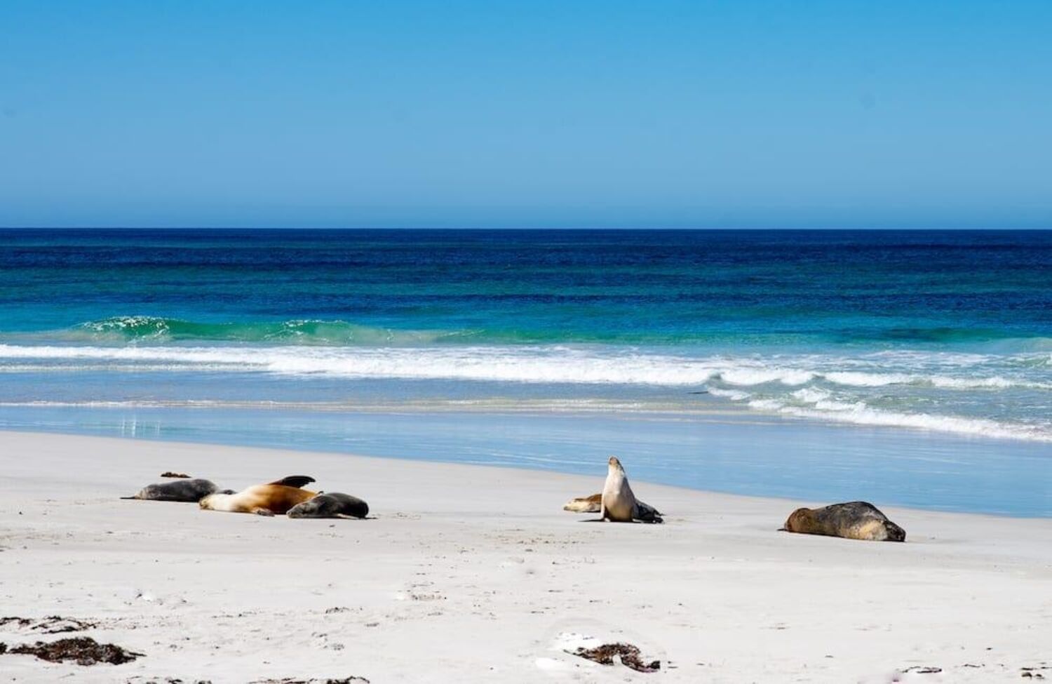 Exceptional kangaroo island seal bay