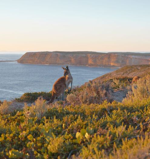 Cape du Couedic Kangaroo Kangaroo Island