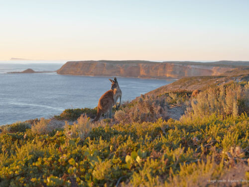 Cape du Couedic Kangaroo Kangaroo Island