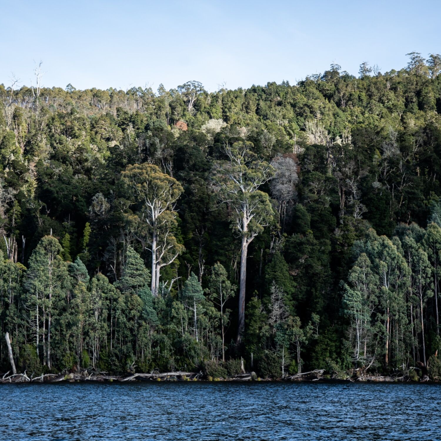 Walk into Luxury Lake St Clair walk Natasha Mulhall