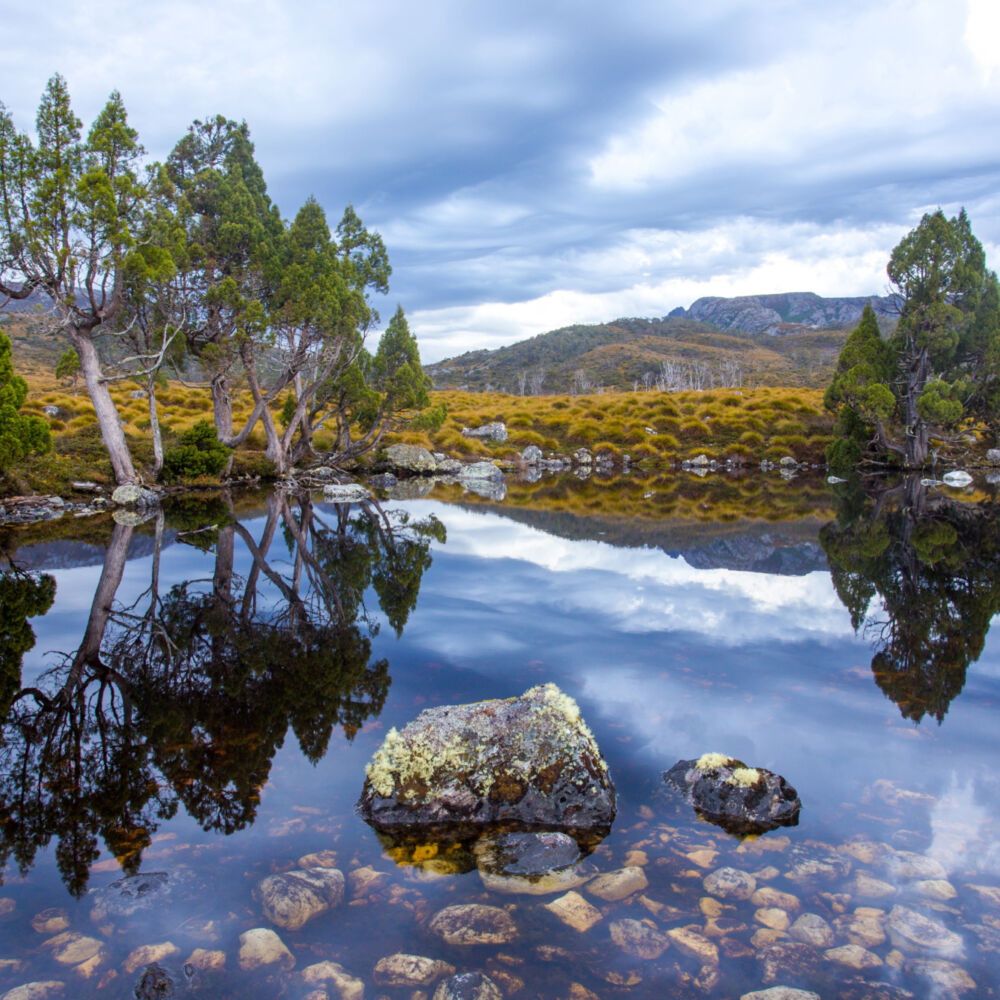 Wombats Pool Cradle Mountain