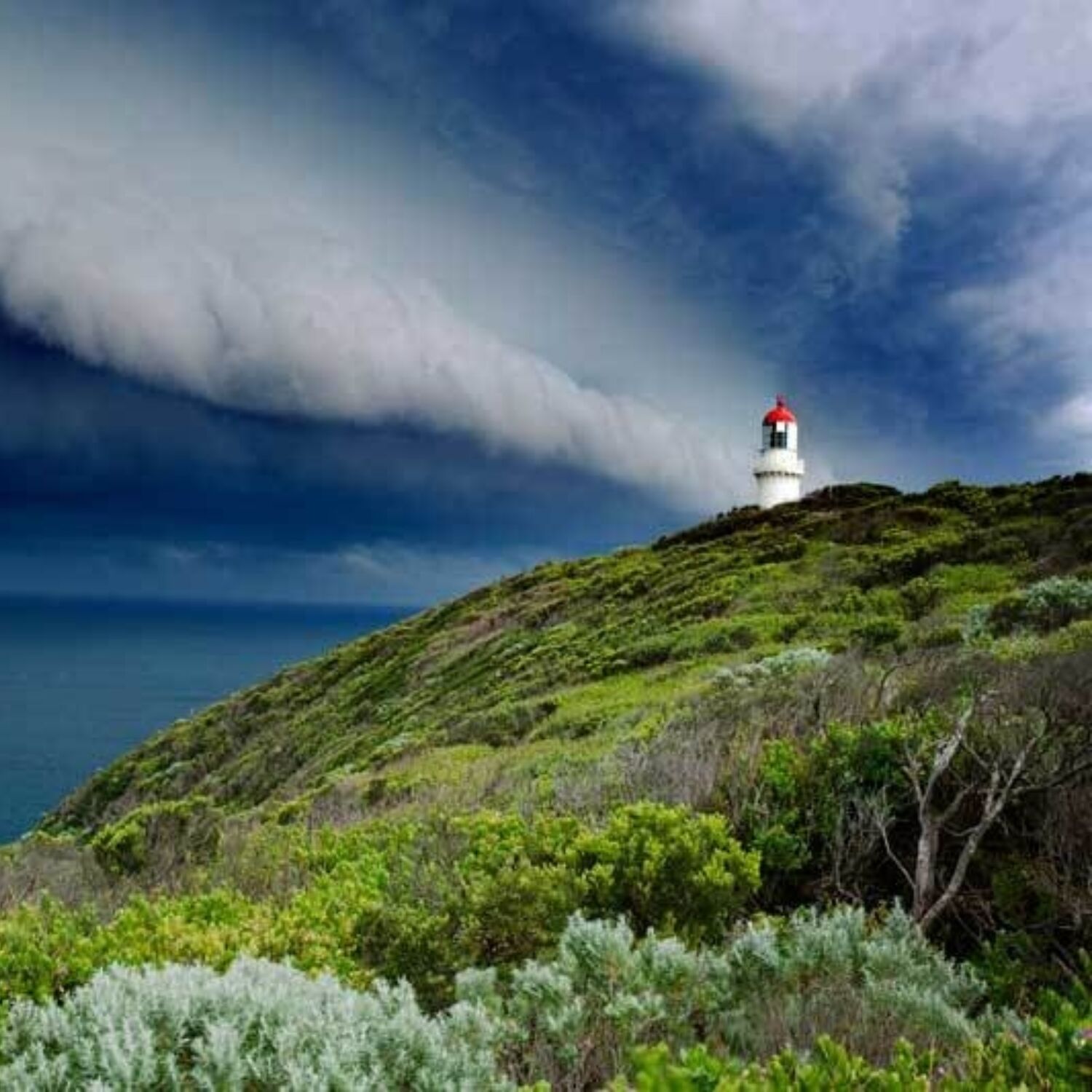 Bush Rangers Bay Walk to Cape Schanck Jackalope