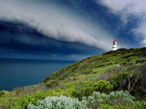 Bush Rangers Bay Walk to Cape Schanck Jackalope