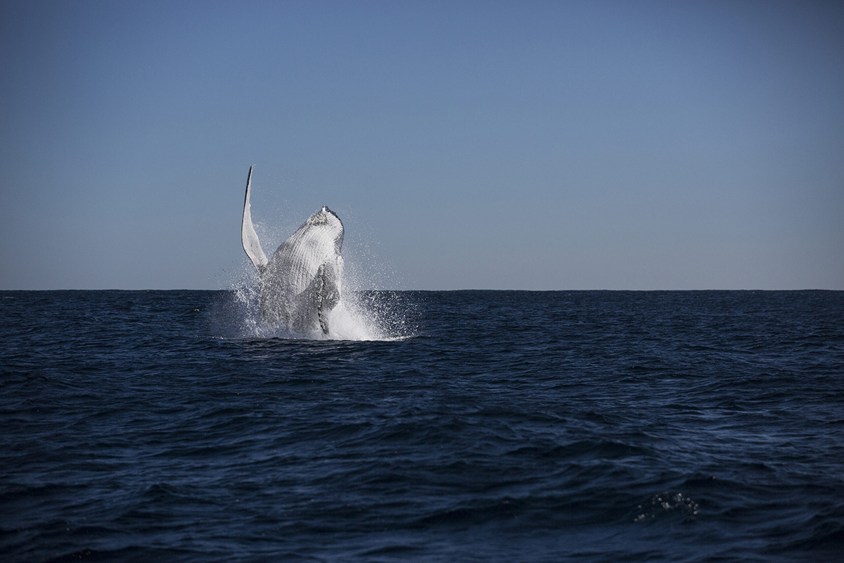 Sal Salis Humpback Whale Experience