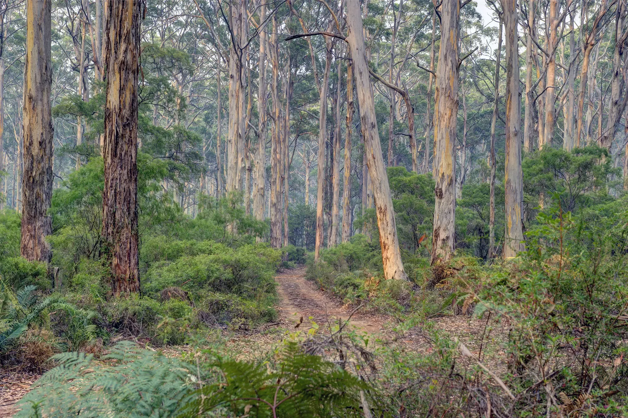 Boranup Forest, Cape to Cape Walk, Walk into Luxury