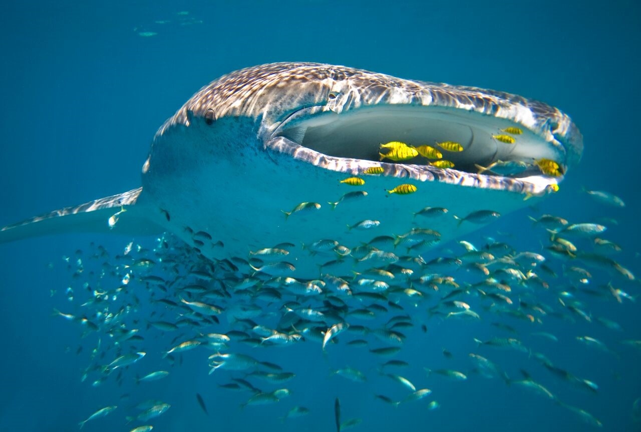 Luxury Travel WA - Sal Salis Whale Sharks