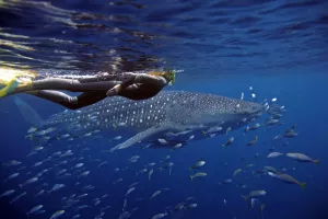 WA journey, Sal Salis Ningaloo Reef Swimming With Whale Shark, cr Sal Salis