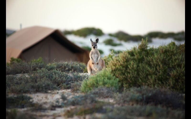 Sal Salis wallaby