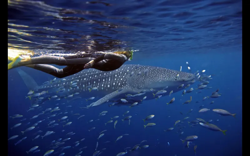 WA journey, Sal Salis Ningaloo Reef Swimming With Whale Shark, cr Sal Salis