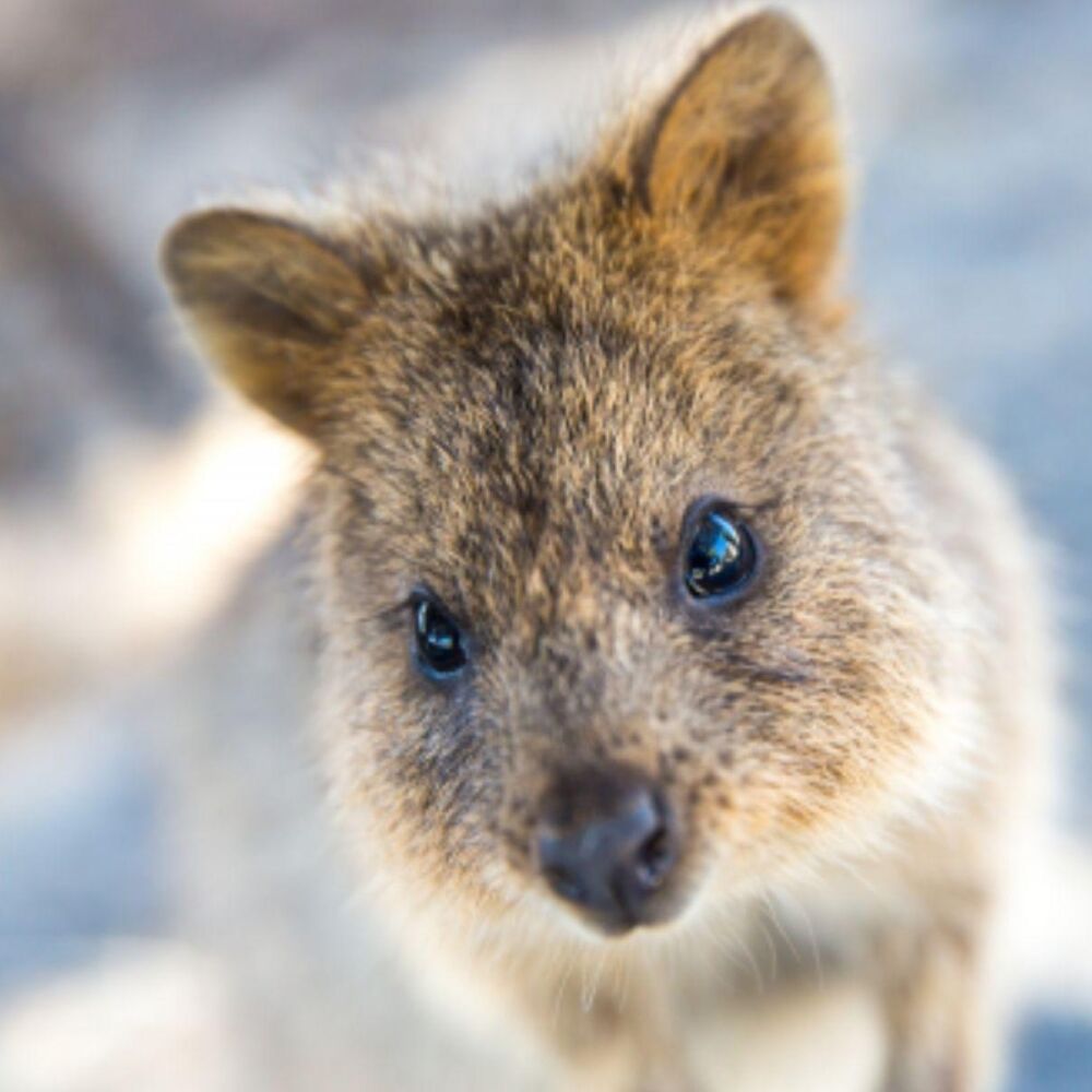 QUOKKA 2