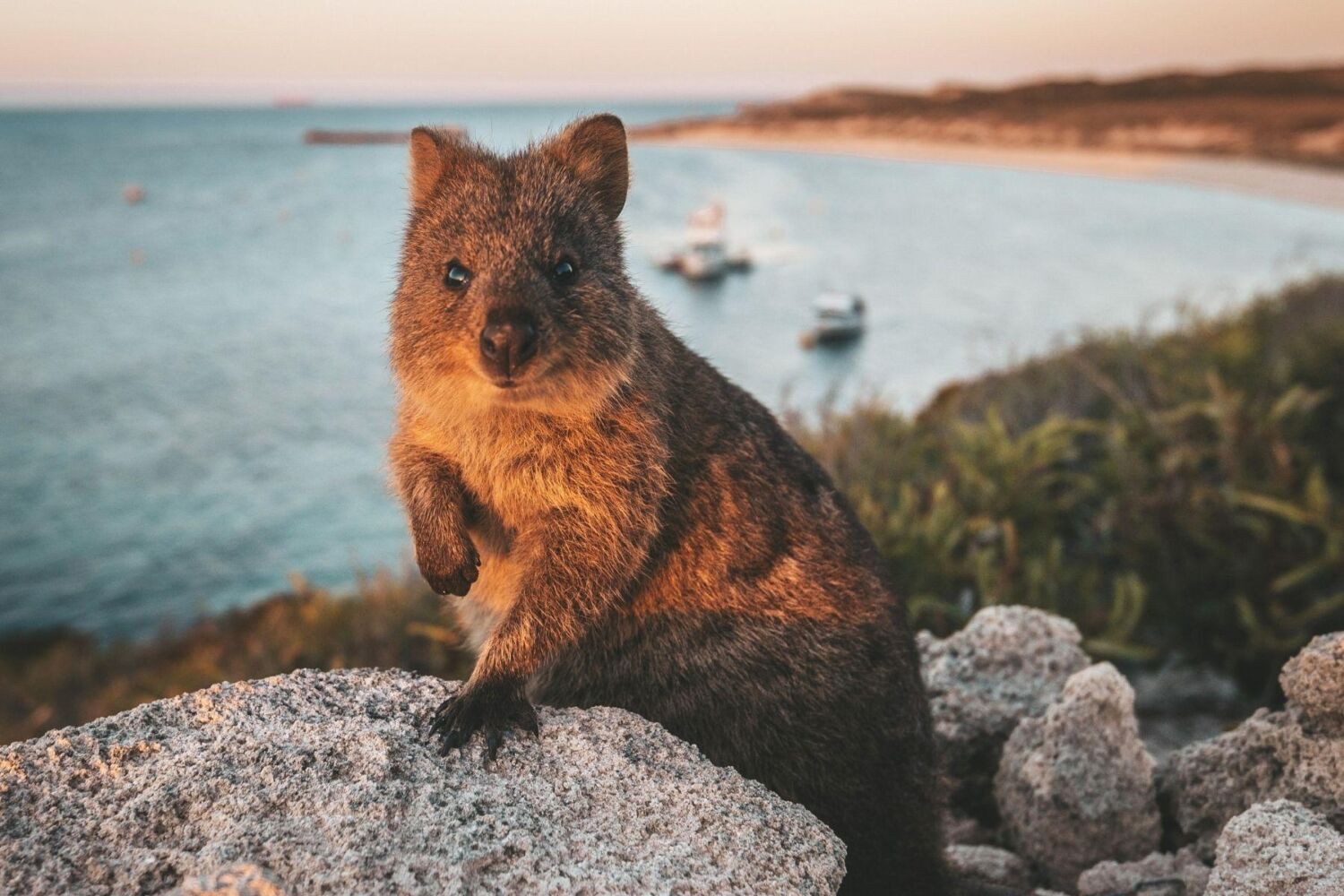 QUOKKA 1