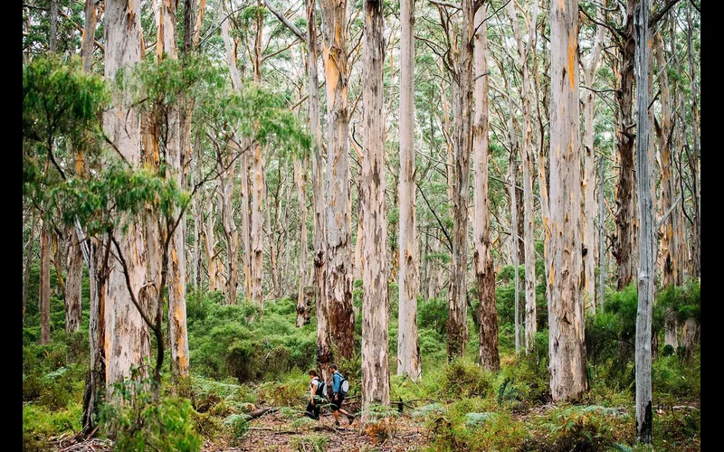 Boranup Forest Cape to Cape Walk Walk into Luxury