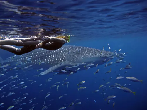 Sal Salis Ningaloo Reef Swimming With Whale Shark