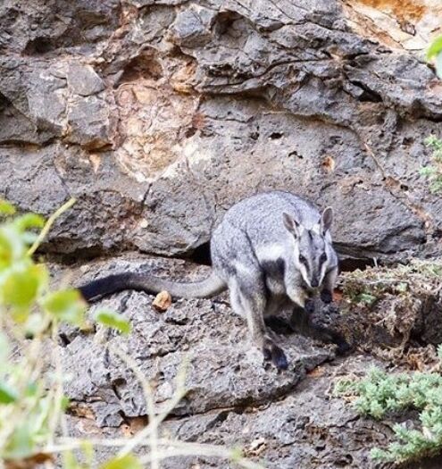 Sal Salis Ningaloo Reef Black Footed Rock Wallaby