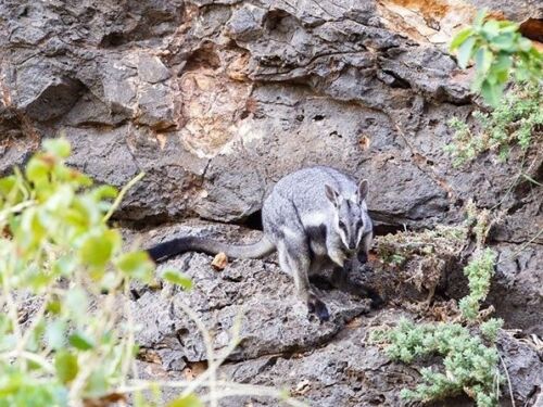 Sal Salis Ningaloo Reef Black Footed Rock Wallaby