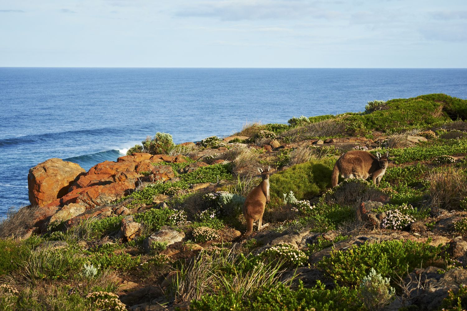Day3 Walk into Luxury Kangaroos at Moses Rock