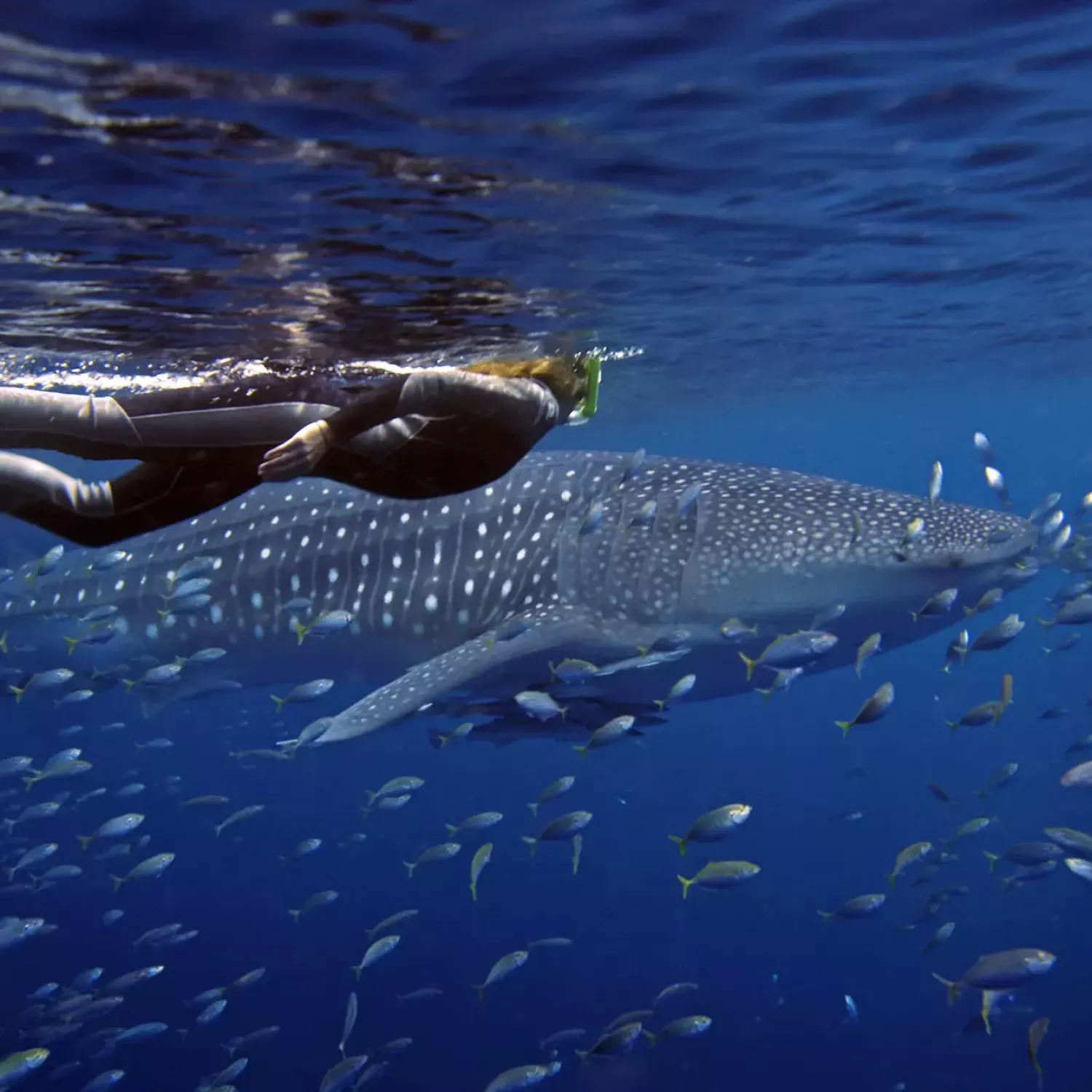 Sal Salis Ningaloo Reef Swimming With Whale Shark